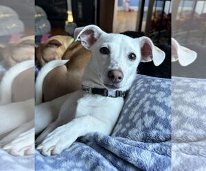 Chiweenie Dogs for adoption in Wakefield, RI, USA