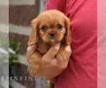 Jordan - Male Cavalier King Charles Spaniel Puppy for Sale - Photo #5