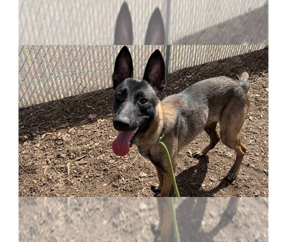 Medium Photo #1 Mutt Puppy For Sale in Imlay City, MI, USA