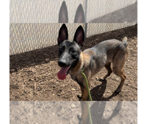 Mutt Dogs for adoption in Imlay City, MI, USA