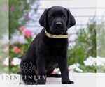Small #3 Labrador Retriever
