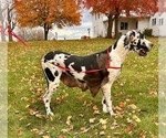 Small Photo #1 Great Dane Puppy For Sale in MIDDLEBURY, IN, USA