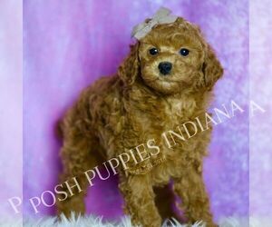 Medium Poodle (Toy)