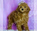 Puppy Red Hot Poodle (Toy)
