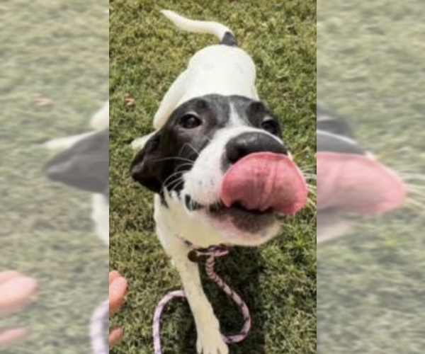 Medium Photo #4 Mutt Puppy For Sale in Thomasville, NC, USA