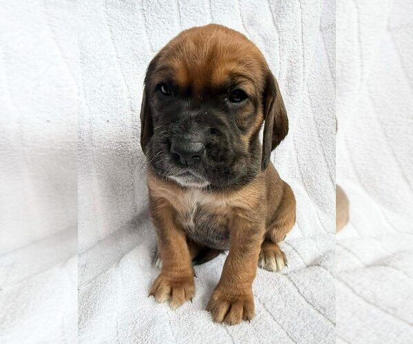 Medium Photo #10 Beagle-Unknown Mix Puppy For Sale in New York, NY, USA