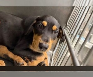 Mutt Dogs for adoption in garner, NC, USA