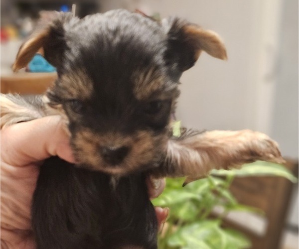 Medium Photo #5 Yorkshire Terrier Puppy For Sale in SALEM, OR, USA