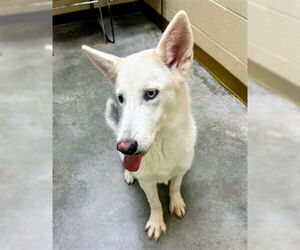 Siberian Husky-Unknown Mix Dogs for adoption in Texas City, TX, USA