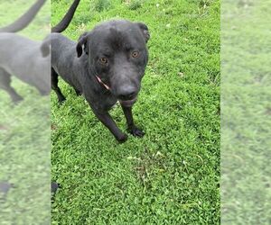 American Pit Bull Terrier-Labrador Retriever Mix Dogs for adoption in Fairfield, IL, USA