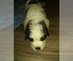 Small Photo #7 Saint Bernard Puppy For Sale in SPENCERVILLE, IN, USA