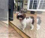 Small #1 Havanese
