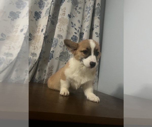 Medium Photo #37 Pembroke Welsh Corgi Puppy For Sale in DURHAM, CT, USA