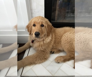 Golden Retriever Puppy for sale in EDWARDSBURG, MI, USA