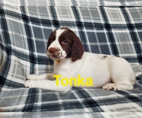 Medium Photo #1 English Springer Spaniel Puppy For Sale in NORTH LAWRENCE, OH, USA