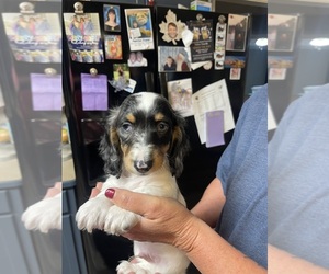 Dachshund Puppy for Sale in LOGANVILLE, Georgia USA