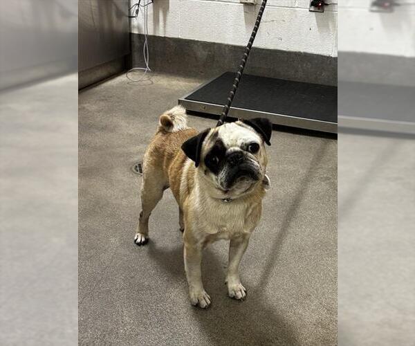 Medium Photo #1 Pug Puppy For Sale in Forestville, MD, USA