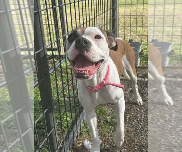 Medium Photo #7 Boxer-Unknown Mix Puppy For Sale in Abbeville, LA, USA