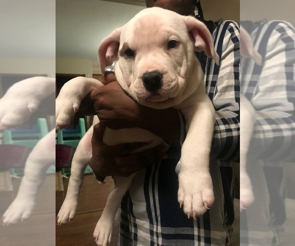 Medium Photo #11 American Bully Puppy For Sale in BOONE, IA, USA