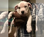 Small #10 American Bully