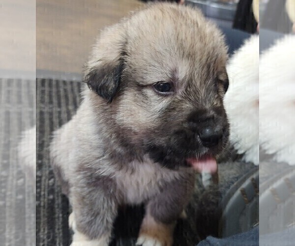 Medium Photo #4 Anatolian Pyrenees Puppy For Sale in LEWIS, IA, USA