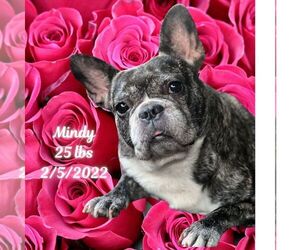 French Bulldog Dogs for adoption in West Hollywood, CA, USA