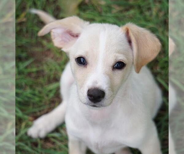 Medium Photo #9 Chihuahua-Colonial Cocker Spaniel Mix Puppy For Sale in San Diego, CA, USA