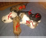 Image preview for Ad Listing. Nickname: Litter of 6