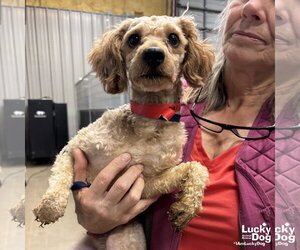 Mutt Dogs for adoption in Washington, DC, USA