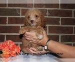 Small #1 Cavapoo (Miniature)