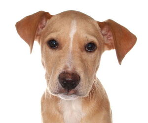 Labrador Retriever Dogs for adoption in Oakland Park, FL, USA