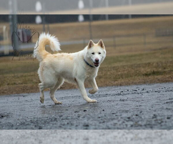 Medium Photo #7 Siberian Husky Puppy For Sale in Rustburg, VA, USA