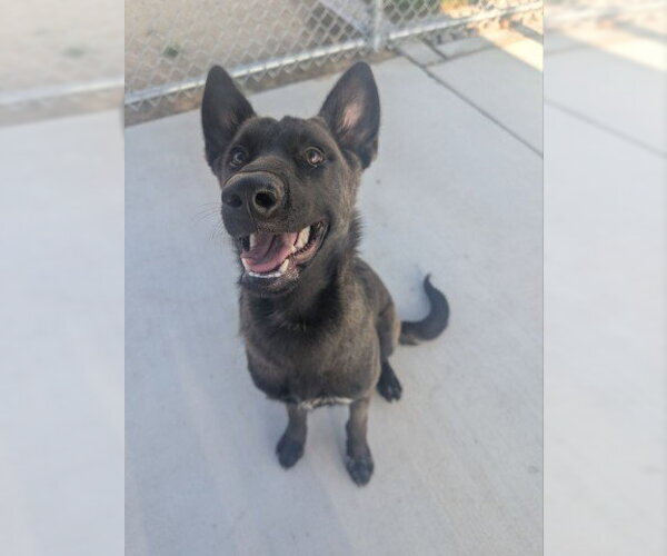 Medium Photo #2 Mutt Puppy For Sale in Redlands, CA, USA