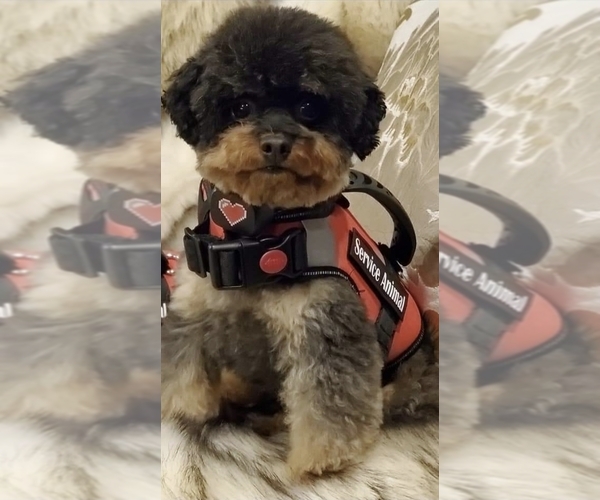 Medium Photo #14 Poodle (Toy) Puppy For Sale in STILLWATER, MN, USA