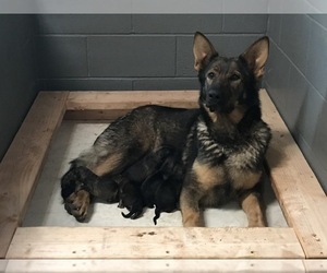 Mother of the German Shepherd Dog puppies born on 09/28/2021