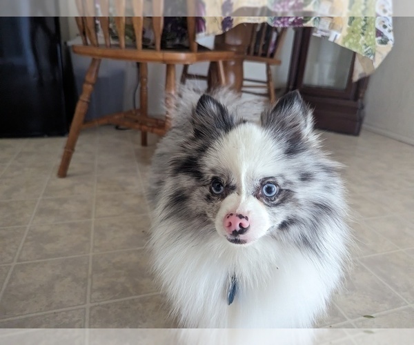 Medium Photo #1 Pomsky Puppy For Sale in KILLEEN, TX, USA