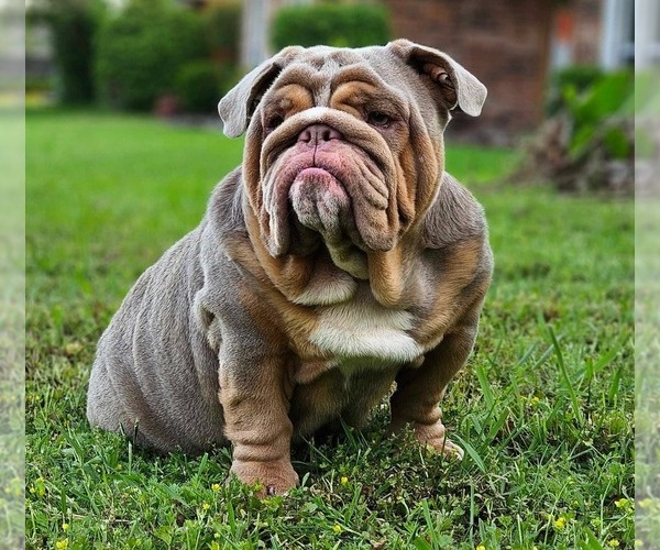 Medium Photo #1 Bulldog Puppy For Sale in WINNSBORO, TX, USA