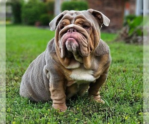 Father of the Bulldog puppies born on 07/29/2025