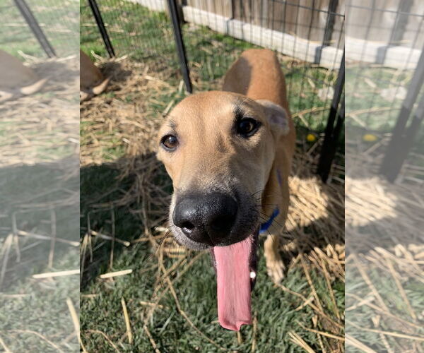 Medium Photo #3 Labrador Retriever-Unknown Mix Puppy For Sale in Virginia Beach, VA, USA