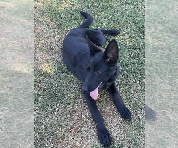 Medium Photo #6 German Shepherd Dog Puppy For Sale in WACO, TX, USA