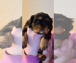 Small #12 Cavalier King Charles Spaniel