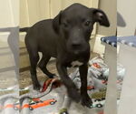 Small #3 Bulldog Mix