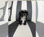 Small Photo #3 Shih Tzu Puppy For Sale in BEAVER, UT, USA
