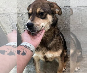 Mutt Dogs for adoption in Crystal, MN, USA