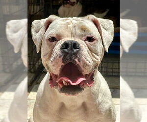 Boxer Dogs for adoption in Dumont, NJ, USA