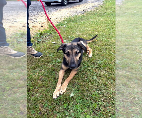 Medium Photo #2 Mutt Puppy For Sale in Pierceton , IN, USA