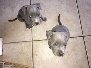 American Pit Bull Terrier Puppy for sale in SUN CITY, CA, USA