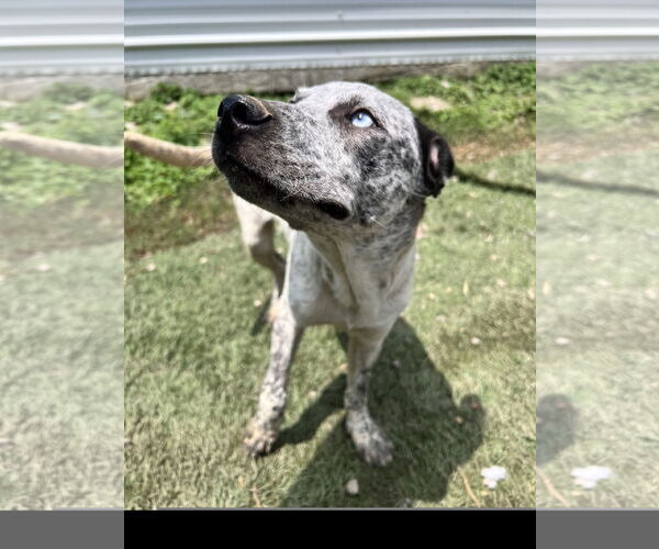 Medium Photo #2 Mutt Puppy For Sale in Tracy City, TN, USA