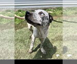 Small #1 Mutt