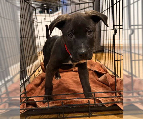 Medium Photo #2 Mutt Puppy For Sale in Brooklyn Center, MN, USA